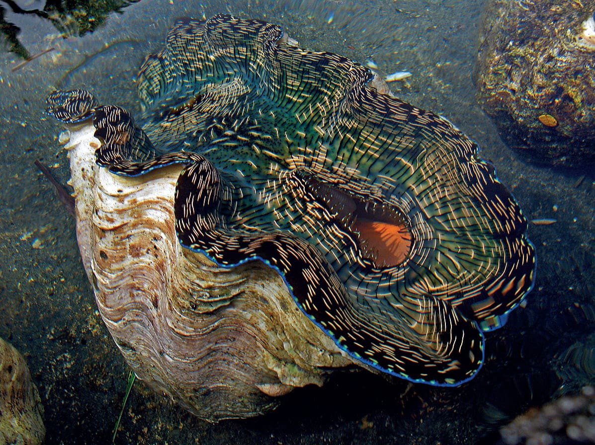 моллюски-тридакны