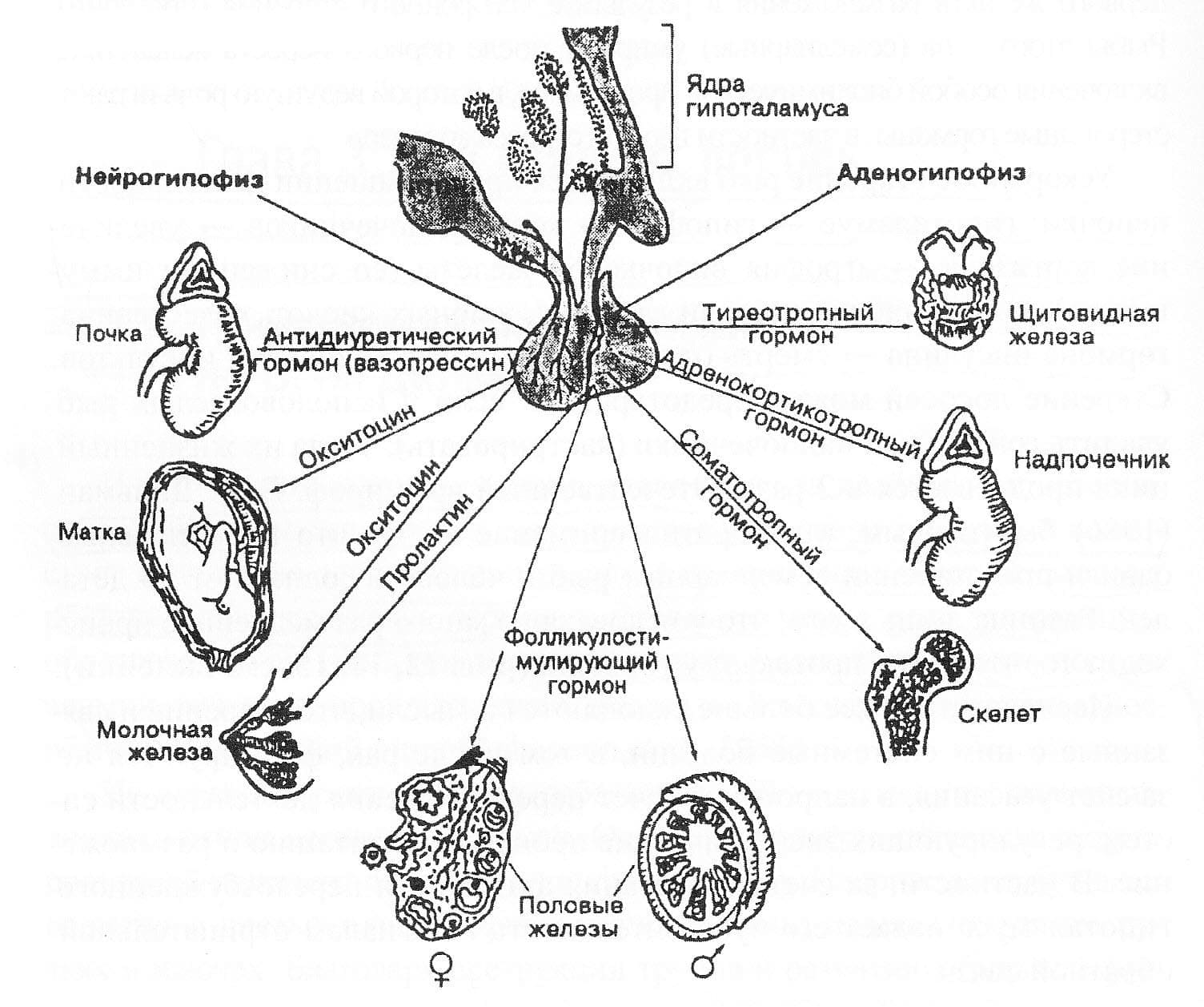 Гипофиз и его влияние на другие эндокринные железы